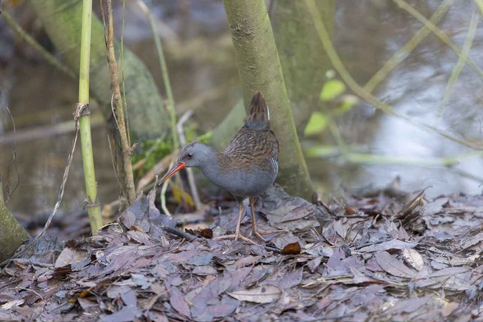 Water Rail