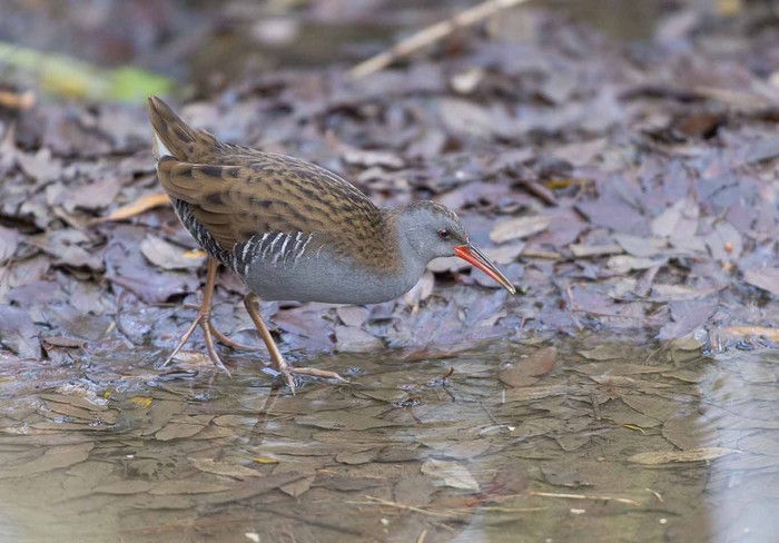 Water Rail