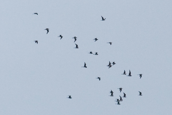 Pomarine Skua