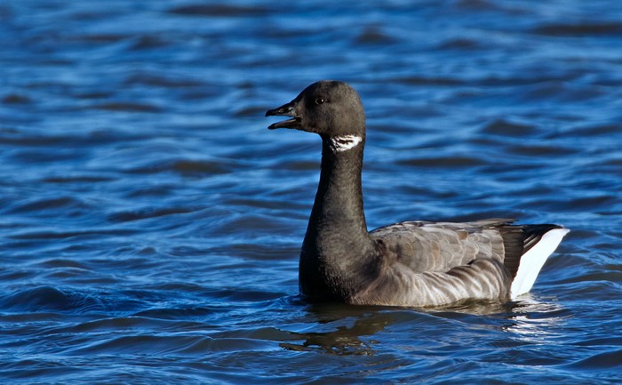 Dark-bellied Brent Goose