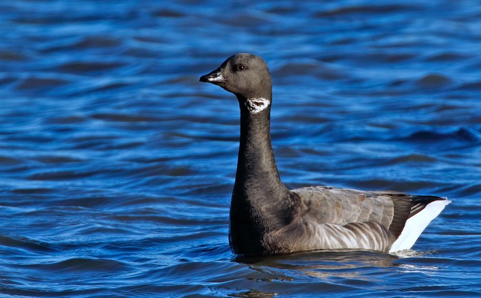 Dark-bellied Brent Goose