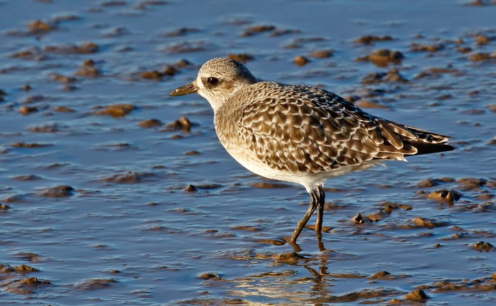 Grey Plover