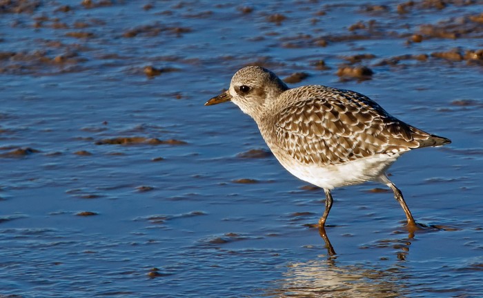 Grey Plover