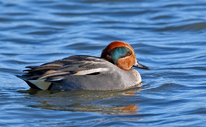 Teal