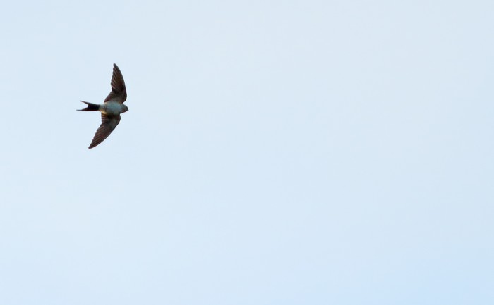 Red-rumped Swallow