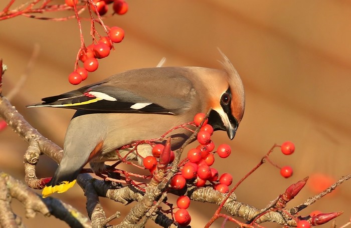 Waxwing
