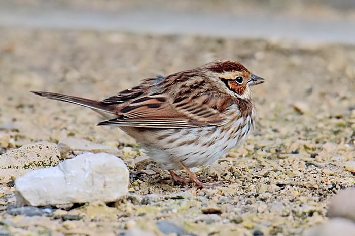 Little Bunting