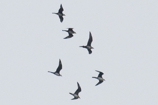 Pomarine Skua