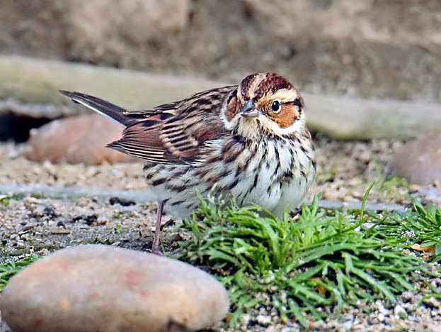 Little Bunting