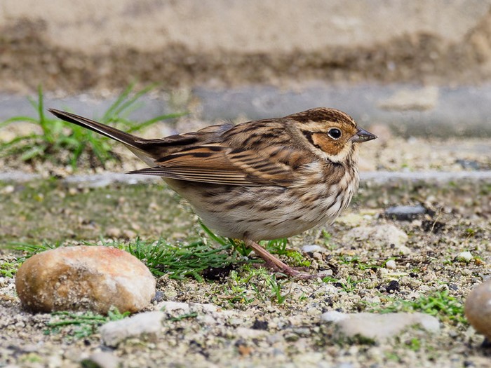 Little Bunting