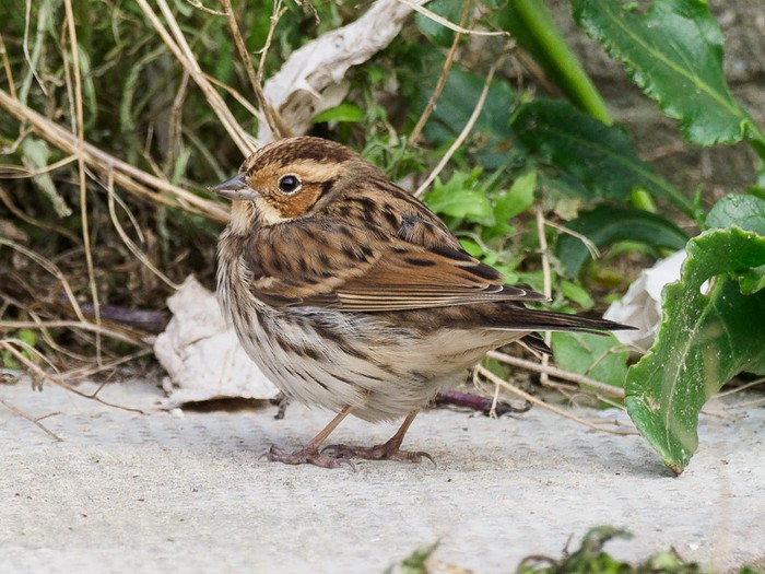 Little Bunting