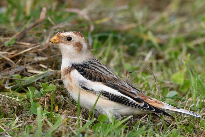 Snow Bunting