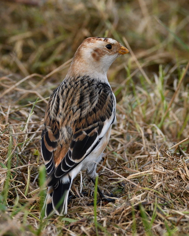 Snow Bunting
