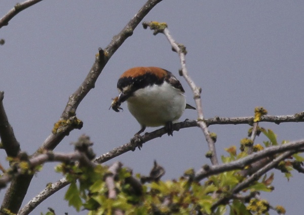 Woodchat Shrike