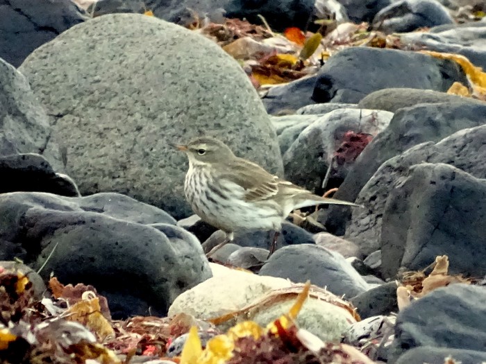 Water Pipit