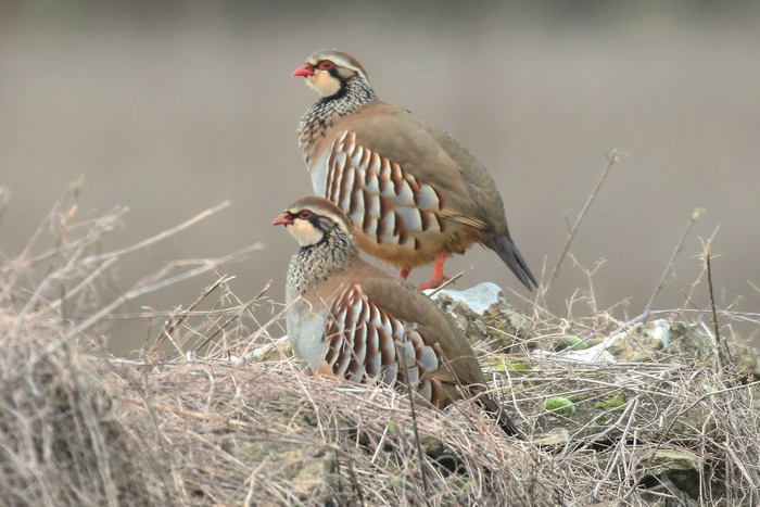Red-legged Partridge