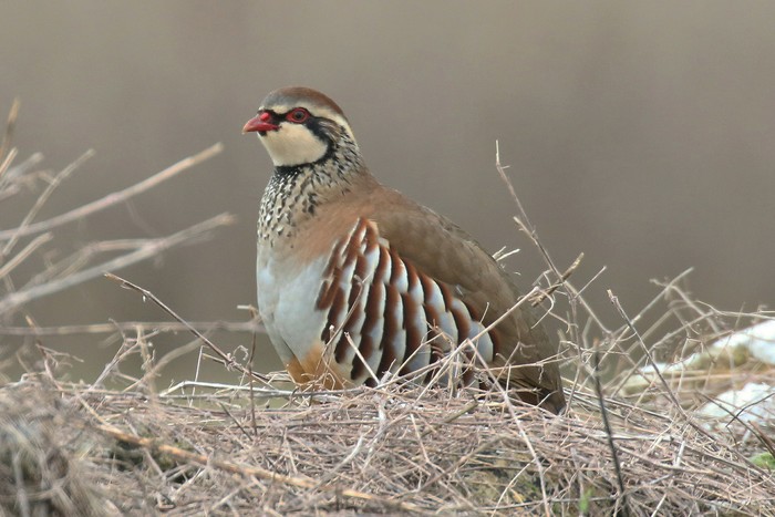 Red-legged Partridge