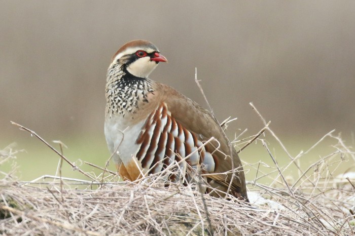 Red-legged Partridge