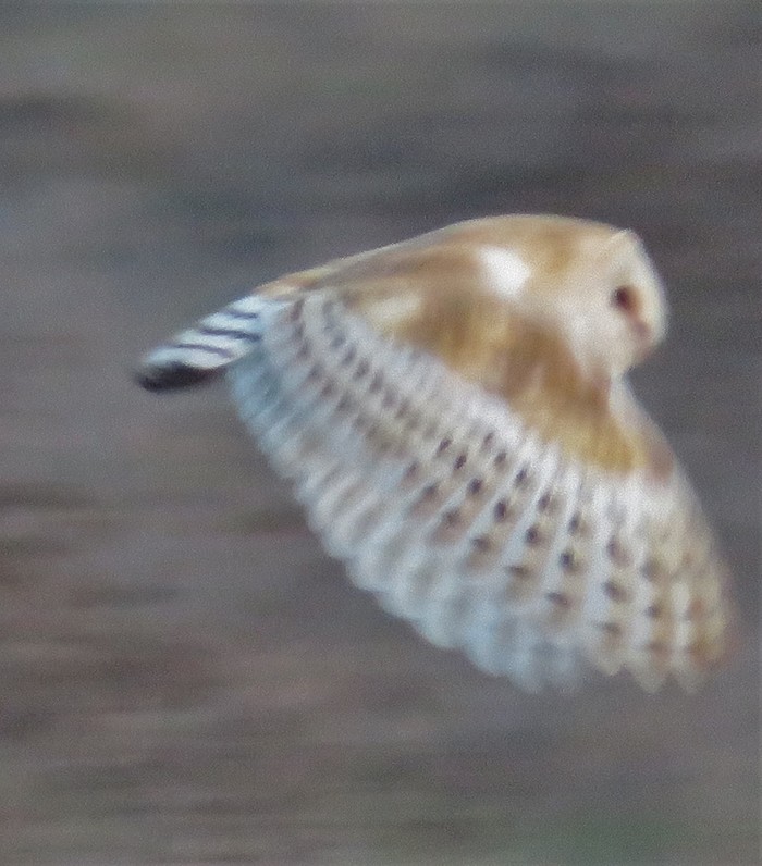 Barn Owl