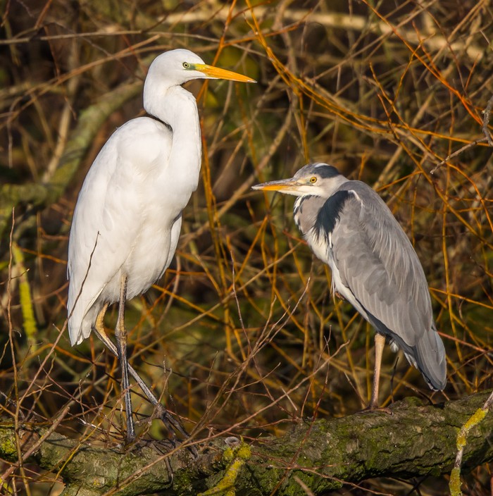 Great White Egret