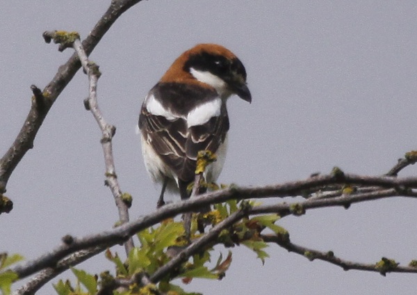 Woodchat Shrike