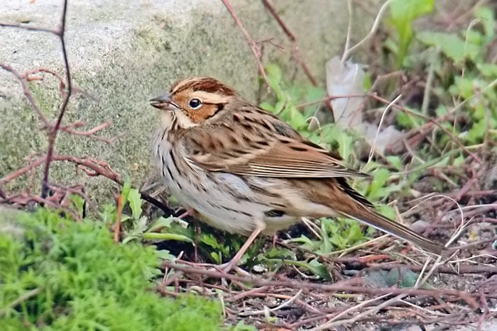 Little Bunting