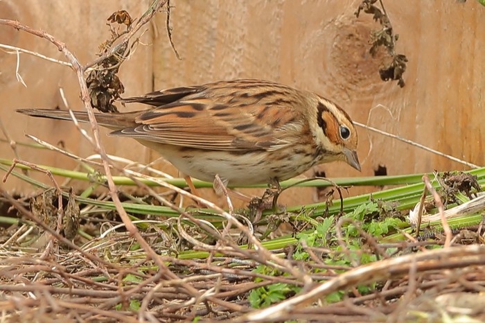 Little Bunting