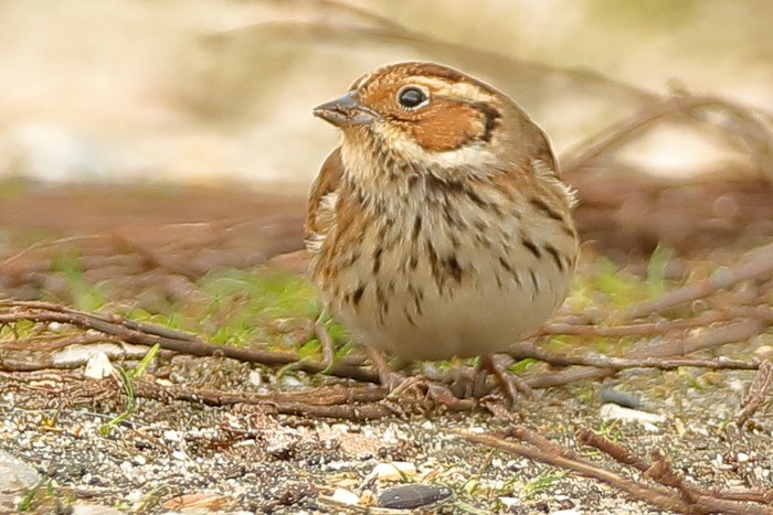 Little Bunting
