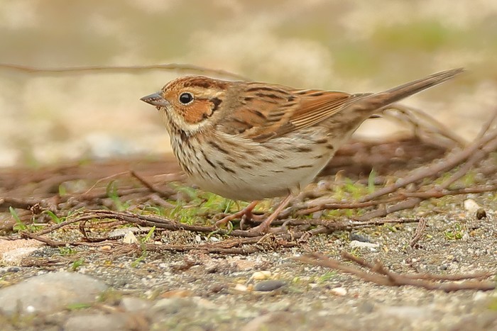 Little Bunting