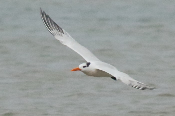 American Royal Tern