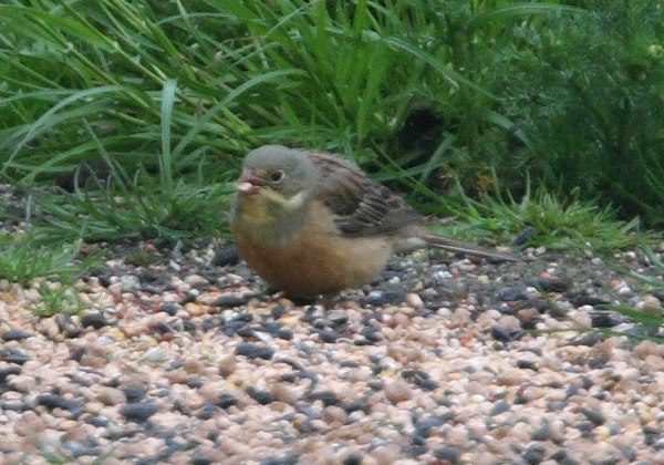 Ortolan Bunting