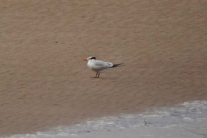 American Royal Tern