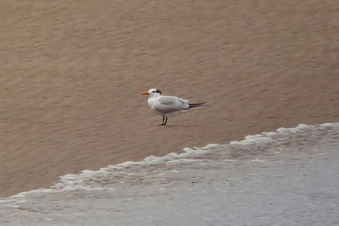 American Royal Tern