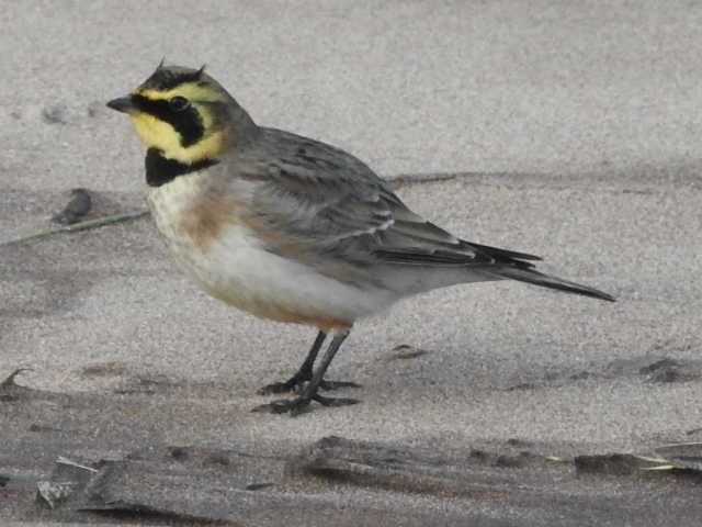 Shorelark