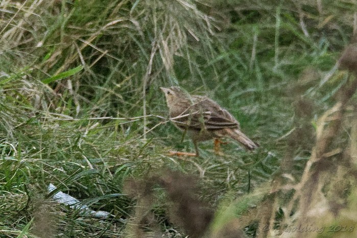 Richard's Pipit
