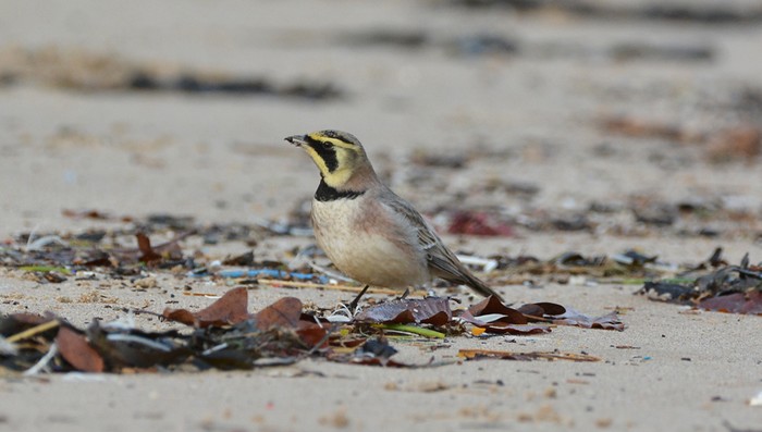 Shorelark