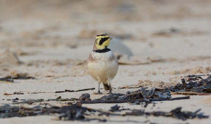 Shorelark