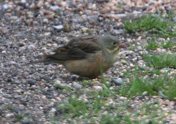 Ortolan Bunting