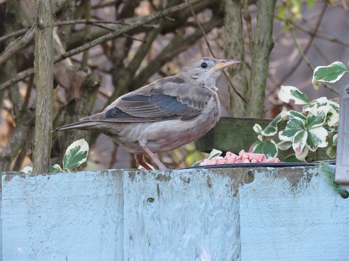 Rose-coloured Starling