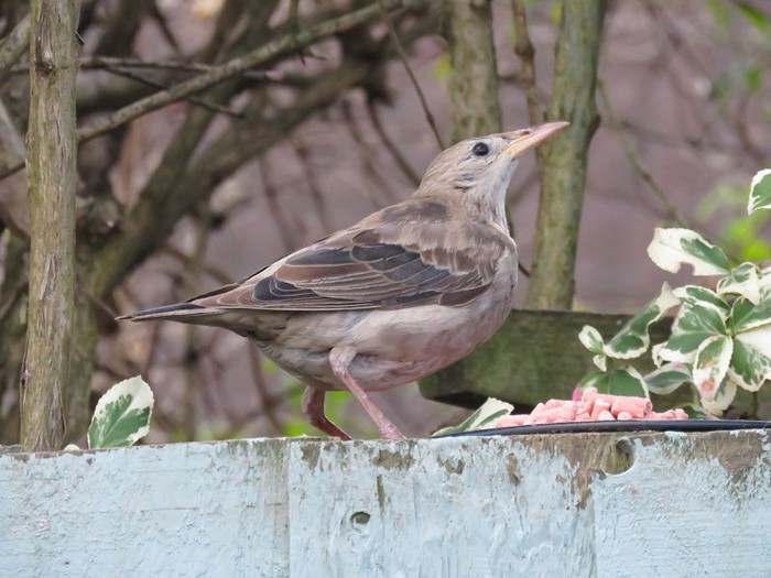 Rose-coloured Starling