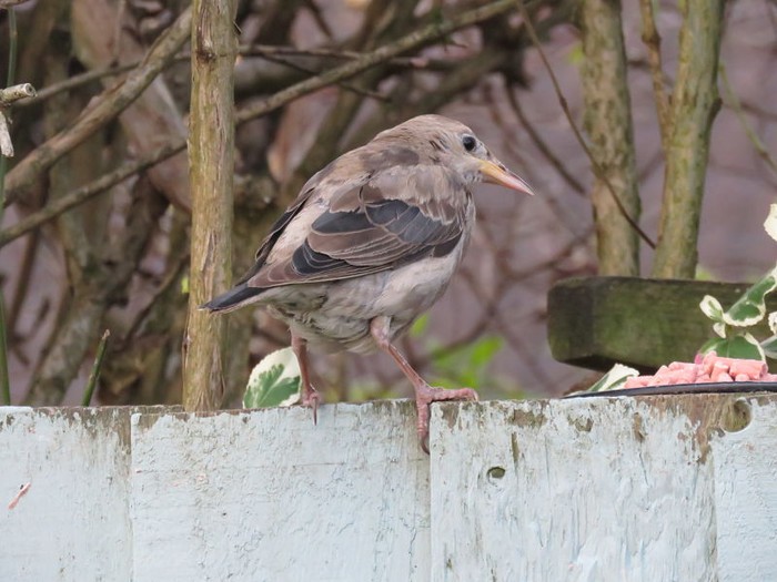 Rose-coloured Starling