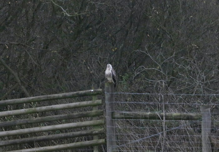 Buzzard