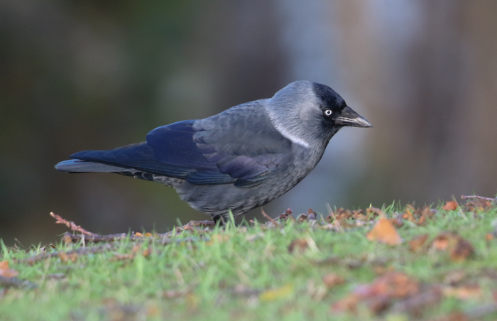 Nordic Jackdaw