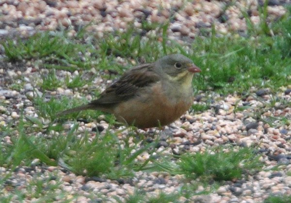 Ortolan Bunting