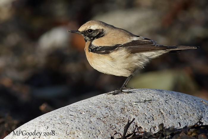 Desert Wheatear