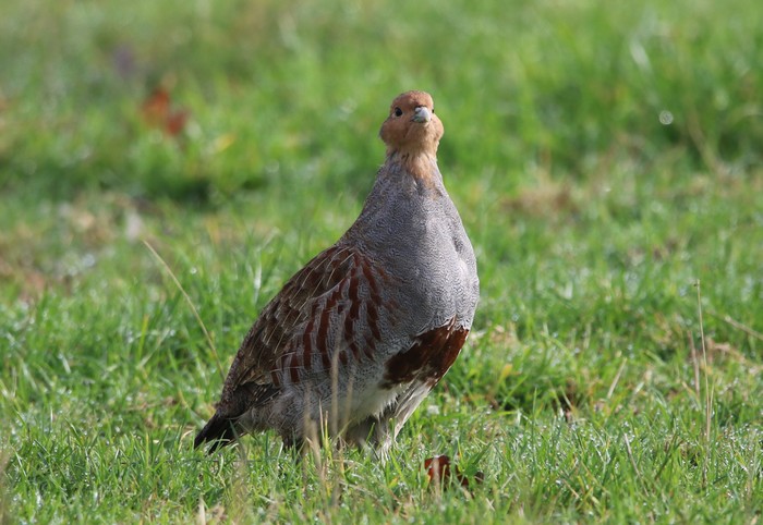 Grey Partridge