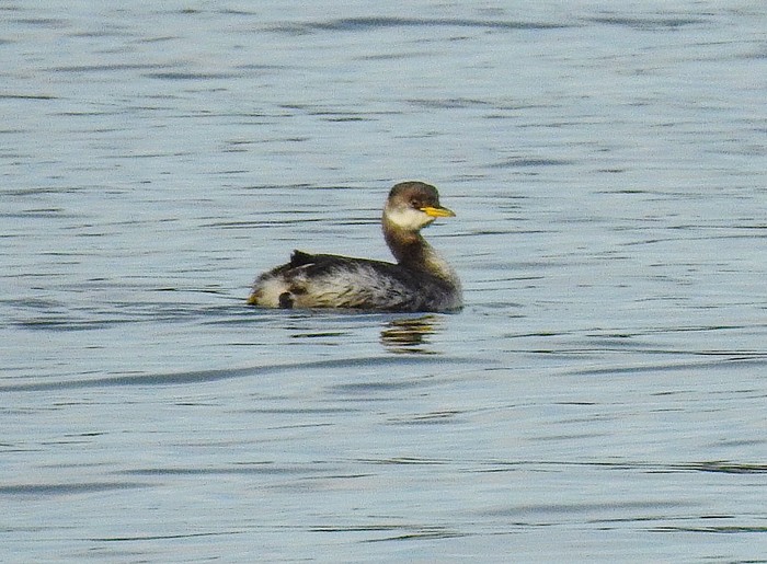 Red-necked Grebe