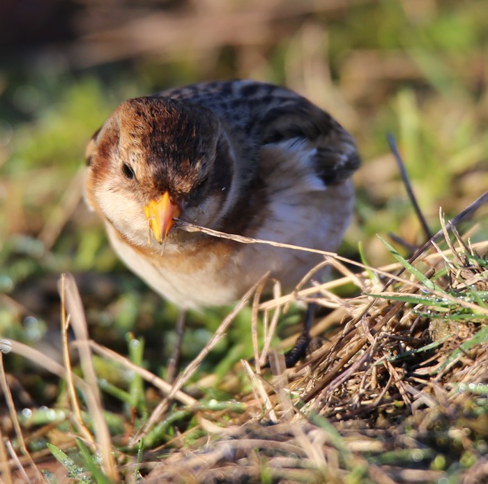 Snow Bunting