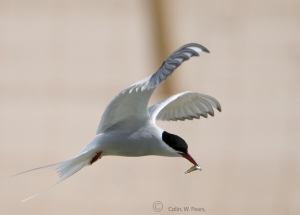 Arctic Tern