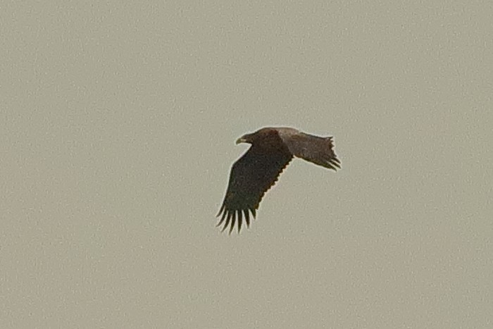 White-tailed Eagle